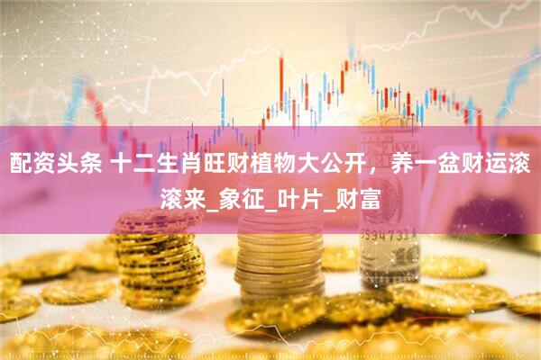 配资头条 十二生肖旺财植物大公开，养一盆财运滚滚来_象征_叶片_财富